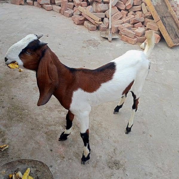 bakri 3