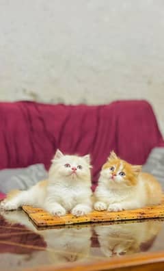 Persian Cat for sale my WhatsApp number03260536967