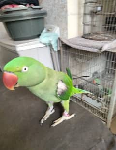 RAW Female Parrot