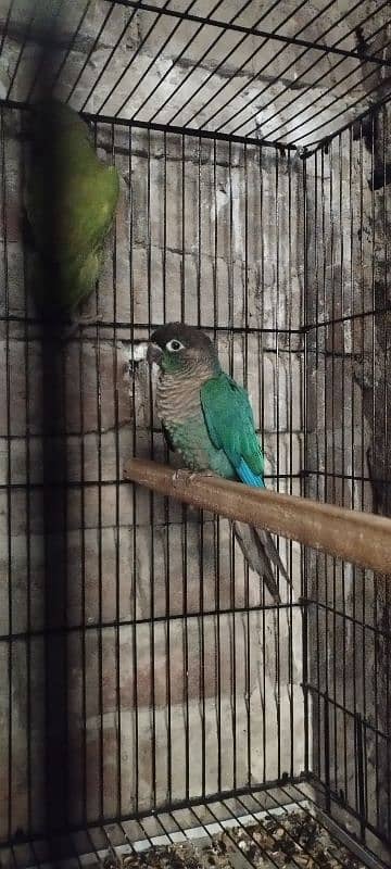 blue turquoise conure  yellow parrot Black wings budgie 0