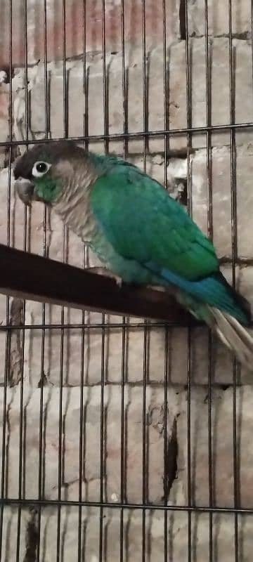 blue turquoise conure  yellow parrot Black wings budgie 1