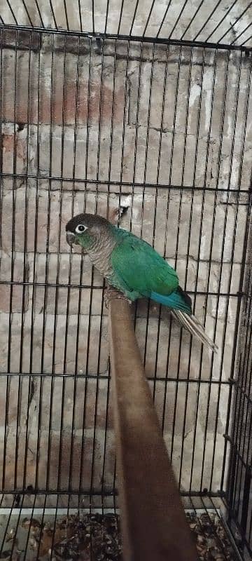 blue turquoise conure  yellow parrot Black wings budgie 2