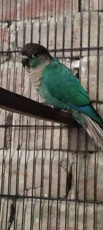 blue turquoise conure  yellow parrot Black wings budgie 3