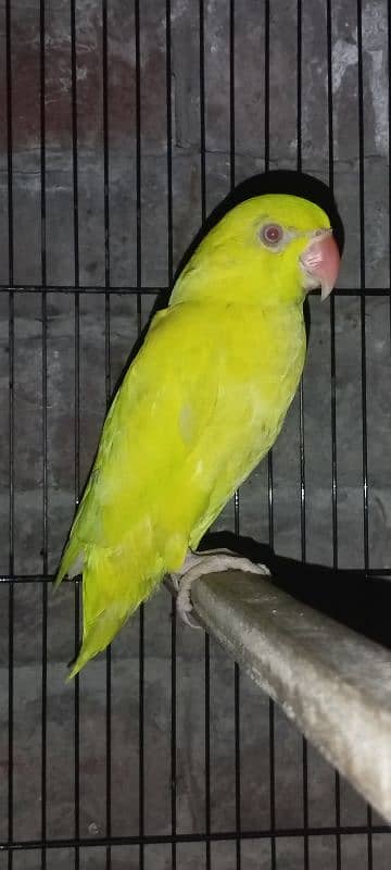 blue turquoise conure  yellow parrot Black wings budgie 4