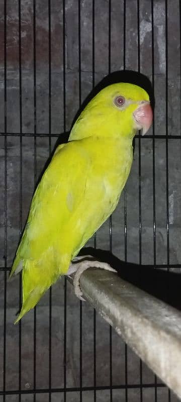 blue turquoise conure  yellow parrot Black wings budgie 5