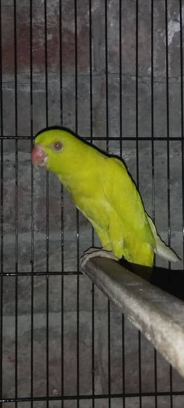 blue turquoise conure  yellow parrot Black wings budgie 6