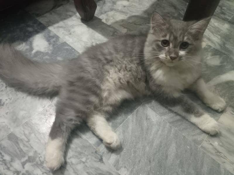 persian kitten pair for sale 7