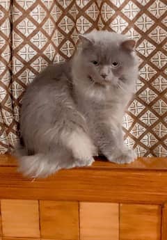 Persian grey cat