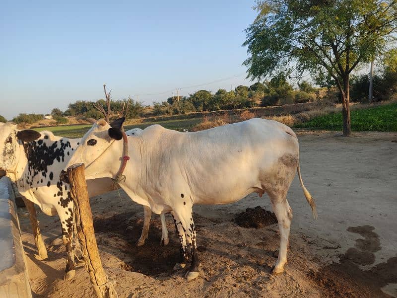 Fateh jangi nasal cow 0