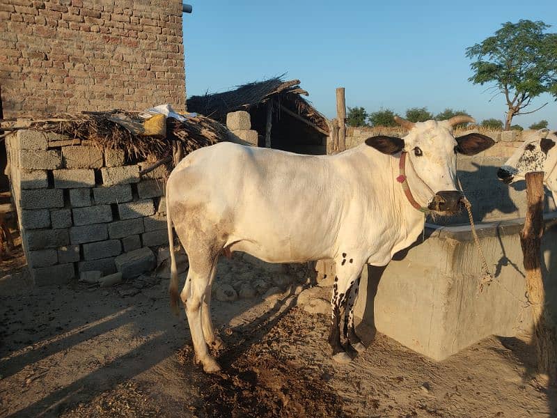 Fateh jangi nasal cow 1