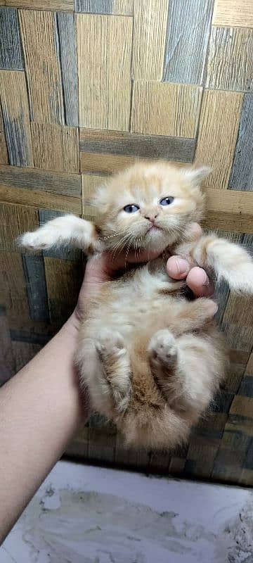 Persian Kittens | Punch Face | Triple Coated | Kittens For Sale 12