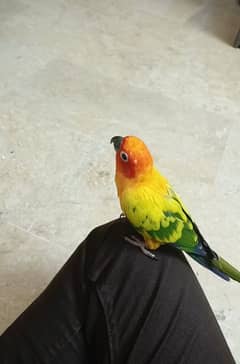 Sun Conure Breading pair