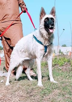 White shepherd breeder female