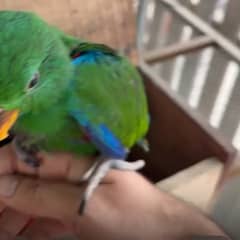 eclectus chick 2.5 month