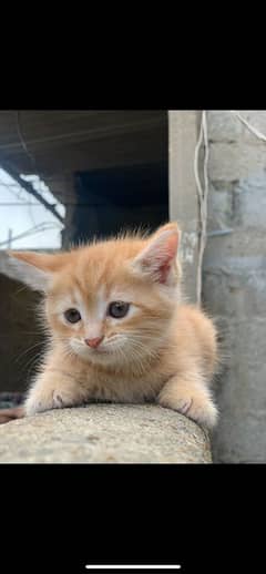 Persian kittens new born