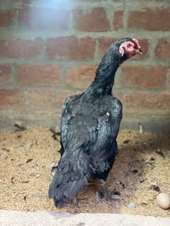 shamo aseel black hen and shamo & parrot beak cross chicks