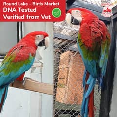 Breeder Male Greenwing Macaw for Sale - Birds Market Green wing Macaw