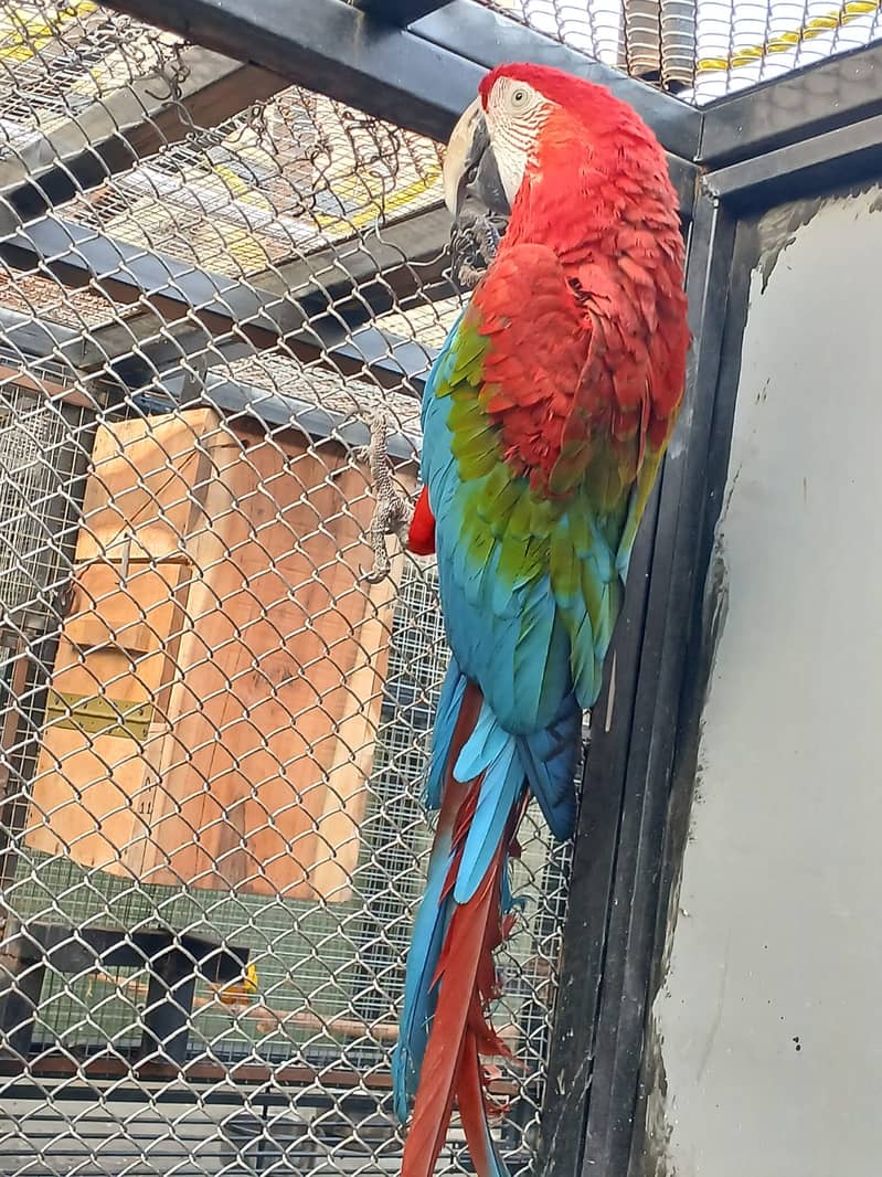 Breeder Pair Greenwing Macaw for Sale - Birds Market Green wing Macaw 6