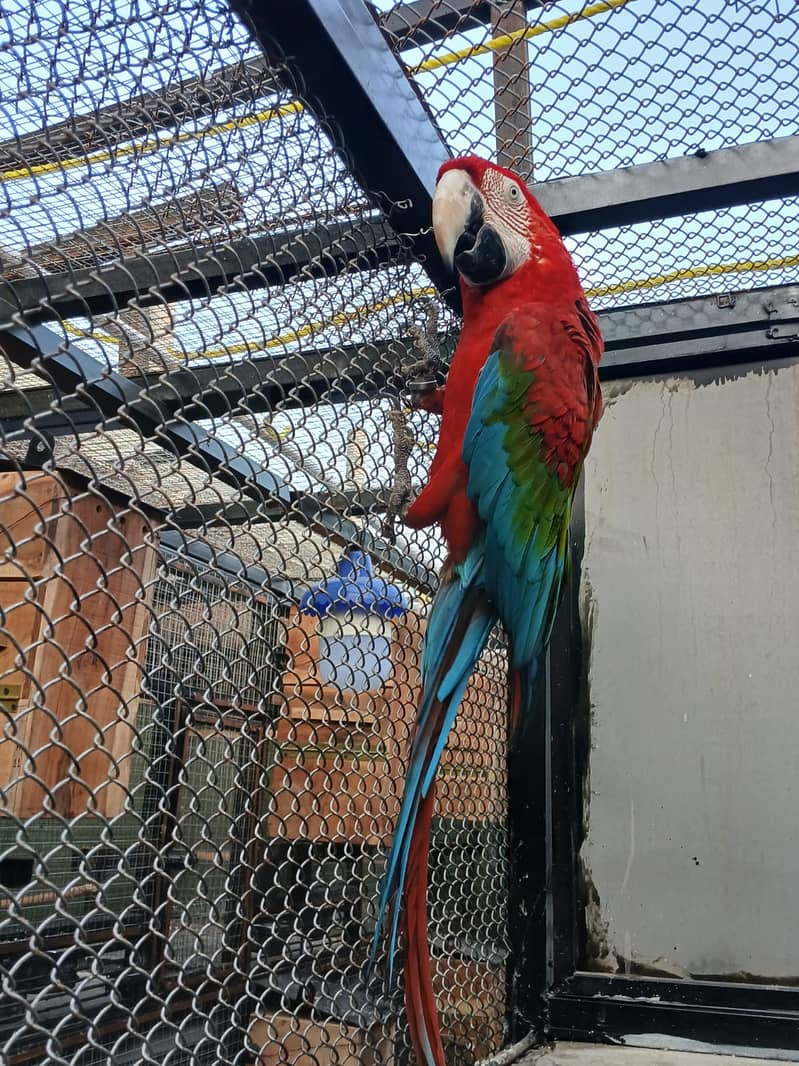 Breeder Pair Greenwing Macaw for Sale - Birds Market Green wing Macaw 2