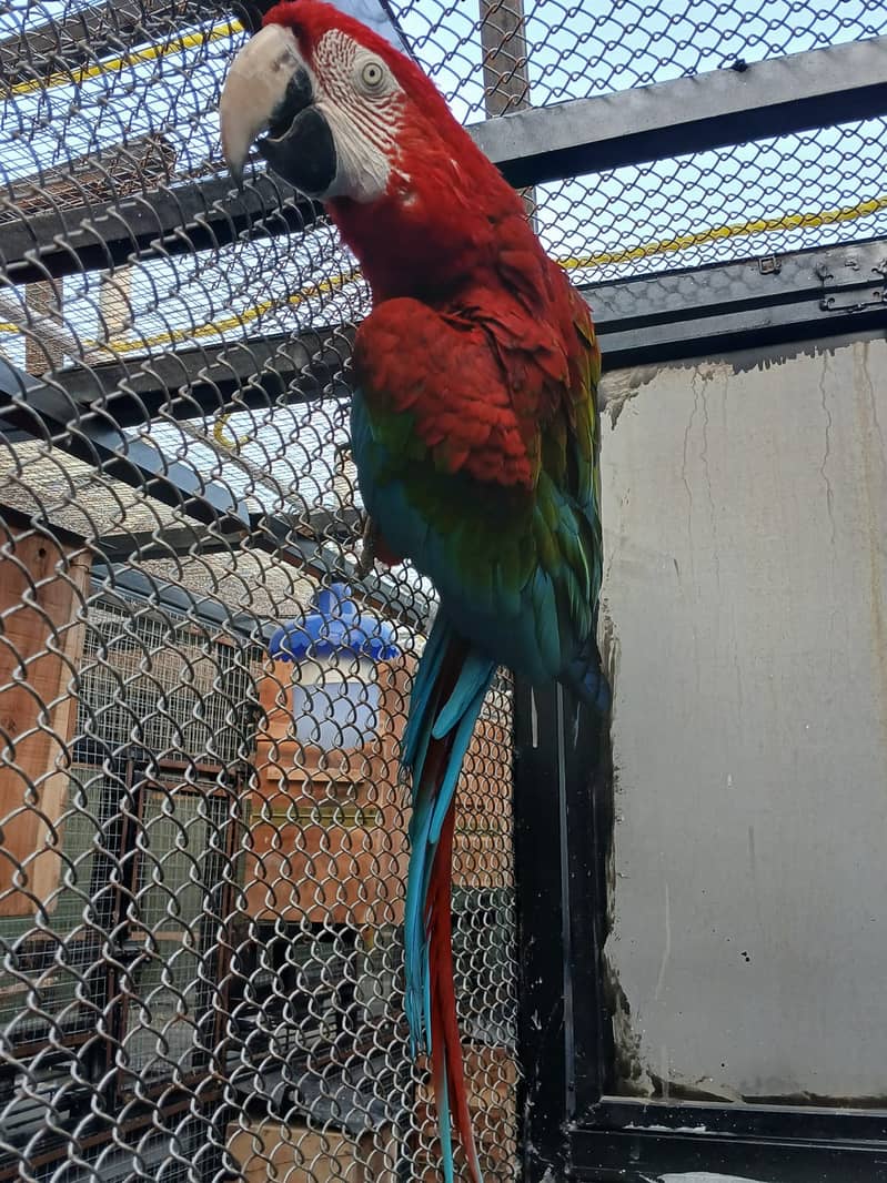 Breeder Pair Greenwing Macaw for Sale - Birds Market Green wing Macaw 3