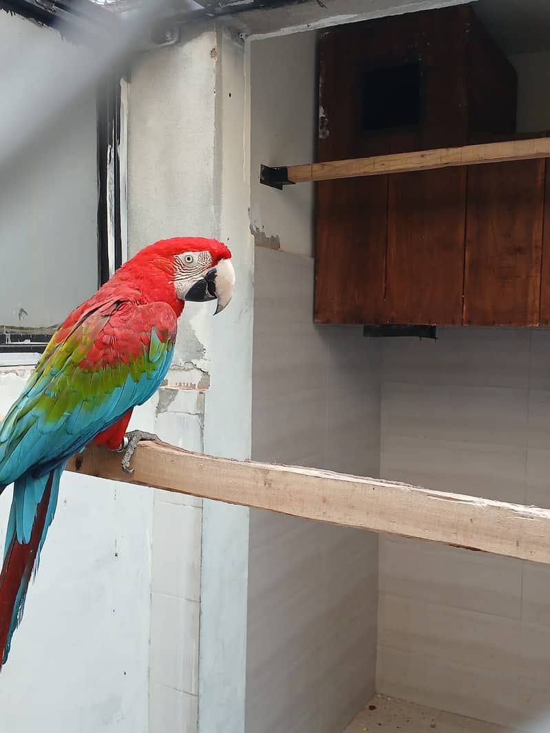 Breeder Pair Greenwing Macaw for Sale - Birds Market Green wing Macaw 4