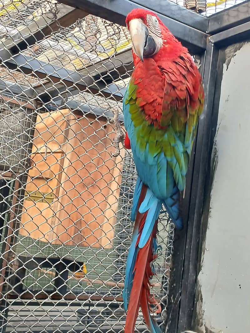 Breeder Pair Greenwing Macaw for Sale - Birds Market Green wing Macaw 5