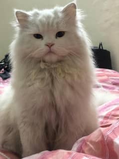 Persian male cat for sale