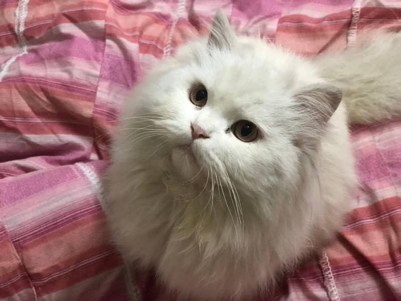 Persian male cat for sale 1