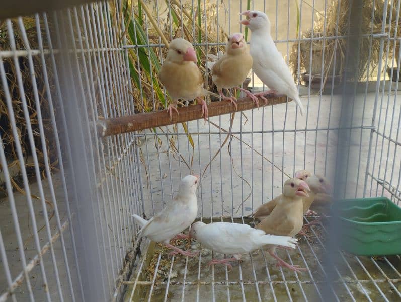 Lady Goldian chicks , Euro, Fawn Java chicks, Silver Java, Banglese 13