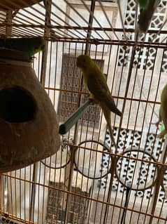 4 pair budgie hay with big cage 03262906492