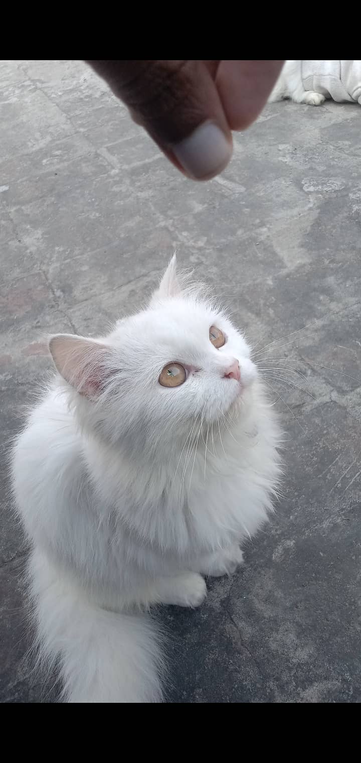 Kitten cat/white kitten/kitten lover /kitten for sale/lahore 0