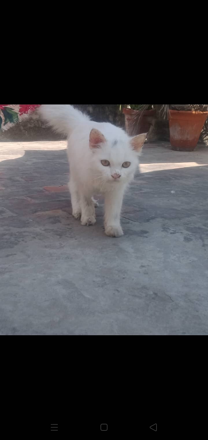 Kitten cat/white kitten/kitten lover /kitten for sale/lahore 1