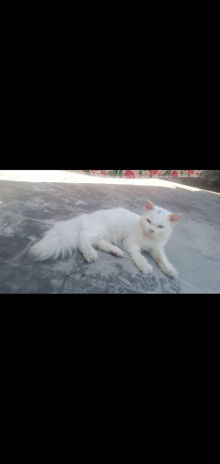 Kitten cat/white kitten/kitten lover /kitten for sale/lahore 2