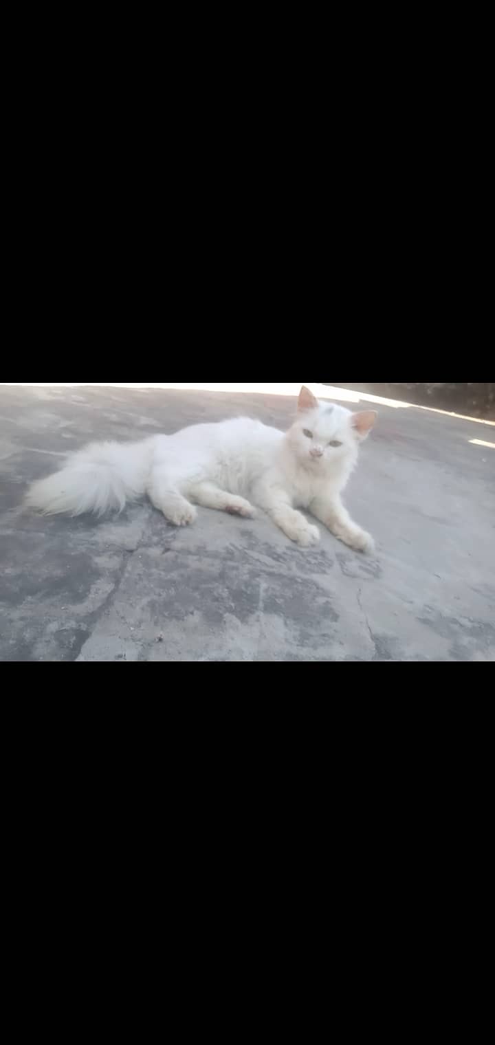 Kitten cat/white kitten/kitten lover /kitten for sale/lahore 3