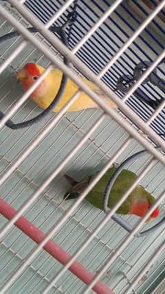 lutino color lovebird pair