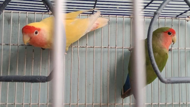 lutino color lovebird pair 2