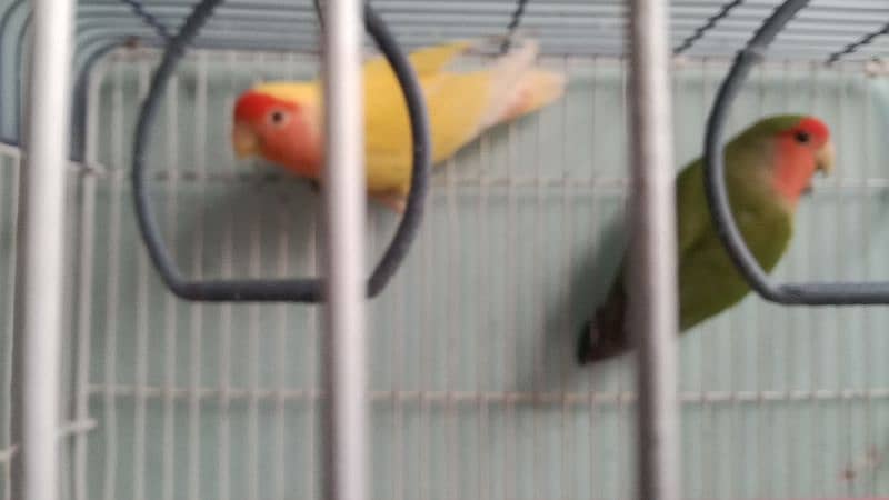 lutino color lovebird pair 3