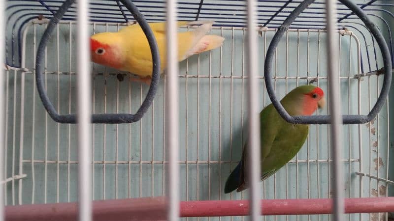 lutino color lovebird pair 4