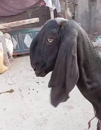 pure amratsari bakri or dasi bakri 2 goats urgent sell gaban ha 0