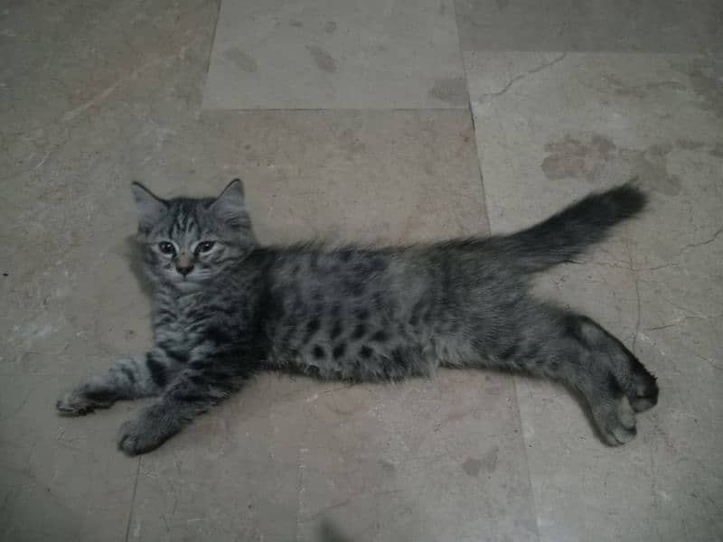 persian cat for sale 5