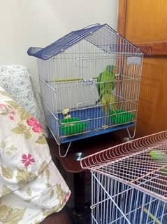 green parrot