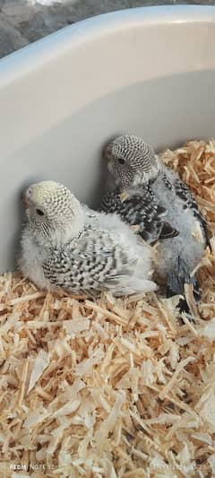 Exhibition Budgie Chicks for hand feed