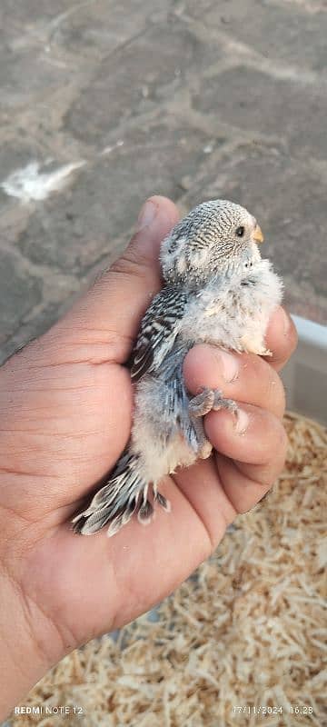 Exhibition Budgie Chicks for hand feed 1