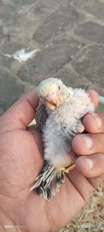 Exhibition Budgie Chicks for hand feed 2