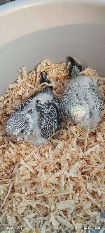 Exhibition Budgie Chicks for hand feed 3