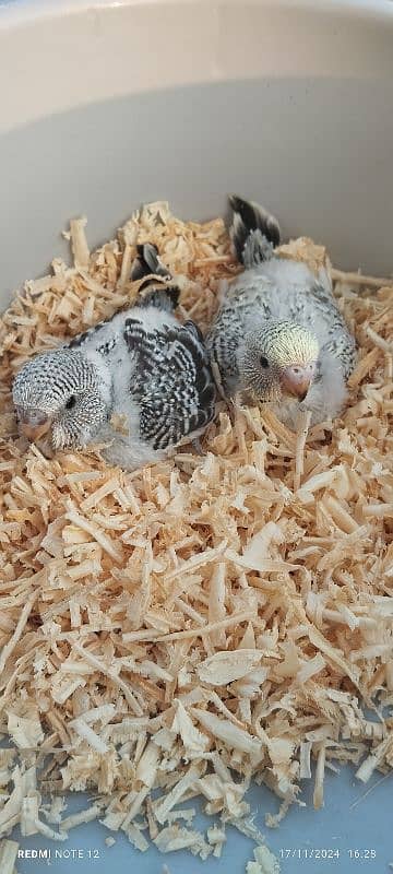 Exhibition Budgie Chicks for hand feed 4