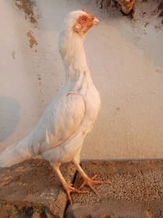 white Aeesl female 12 month age