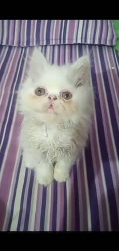 picky face persian kitten