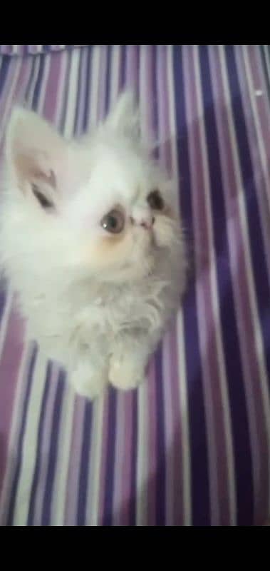 picky face persian kitten 1