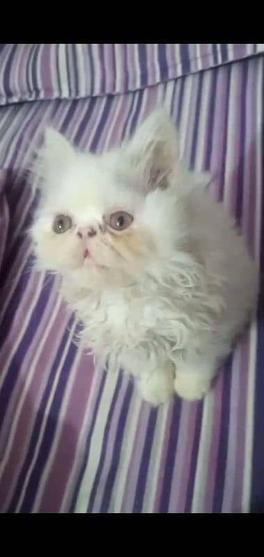 picky face persian kitten 3